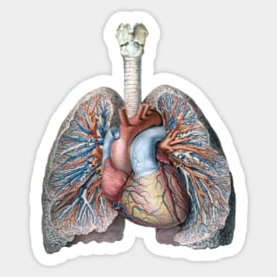 Vintage Science and Human Anatomy with Lungs, Heart, Organs and Blood Vessels Sticker